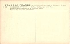 Vintage Postcard Dog Dogs Guards of the herds against the bear