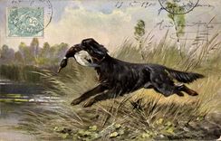 Postal Caza Perro Pato