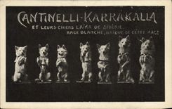 Postal Cantinelli Karrakalla y sus perros Laike de Siberia Rusia Russia Perro