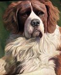 CPA Chien Chiens 