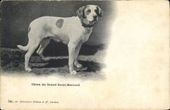 CPA Chien du Grand St Bernard Chiens 