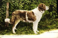 Vintage Postcard Dog Dogs Bernhardiner Hund