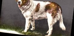CPA Chien du St Bernard Chiens 