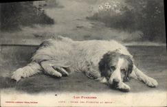CPA Chien des Pyrenees au repos Chiens 