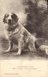 Vintage Postcard Dog of the Pyrenees Viscos Dogs