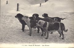 CPA Chien Chiens Grand St Bernard 