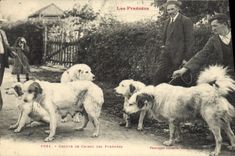 CPA Chien Groupe de Chiens des Pyrenees 