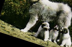 CPM Chien Chiens des Pyrenees 