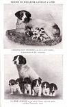 CPA Chien Chiens Chienne Saint Bernard avec ses 6 petits chiens 