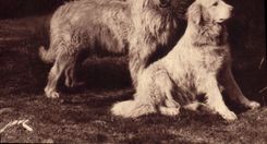 CPA Chien Chiens Gardiens des troupeaux contre l'ours 