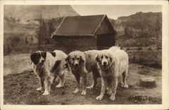 CPA Chien Chiens des Pyrenees 