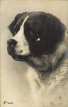 CPA Chien Chiens 