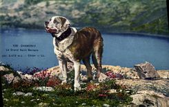 CPA Chien Chiens Chamonix Le Grand St Bernard 