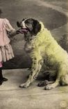 CPA Chien Chiens Enfant 