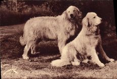 CPA Chien Chiens des Pyrenees Gardiens des troupeaux contre l'ours 