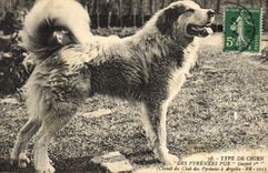 Vintage Postcard Chien of the Pyrenees Chiens Kennels of the Club of the Pyrenees has Argeles