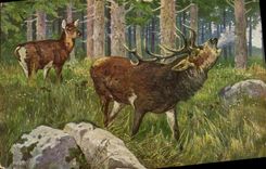 CPA Chasse Cerf Biche