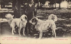 CPA Chien Chiens des Pyrenees Deux amis 