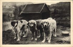 CPA Chien Chiens des Pyrenees 