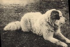 CPA Chien de Montagne Pyrenees Chiens 