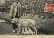 CPA Chien Chiens des Pyrenees Le dejeuner 