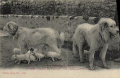 CPA Chien Chiens des Pyrenees Une interessante famille 