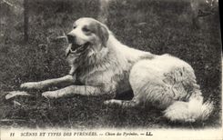 CPA Chien des Pyrenees 
