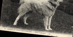 Vintage Postcard Dog of Pyrenees mountain