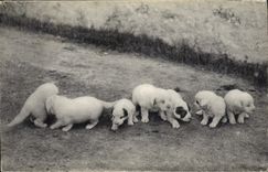 CPA Chien Chiens des Pyrenees Une portee de 8 jours 