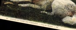 CPA Chien Chiens des Pyrenees 