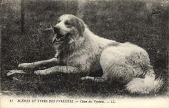 CPA Chien Chiens des Pyrenees 