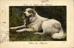 CPA Chien Chiens des Pyrenees 
