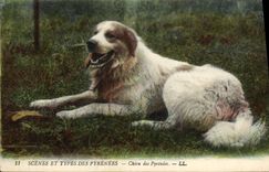 CPA Chien Chiens des Pyrenees 