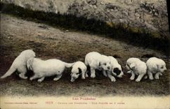 CPA Chien Chiens des Pyrenees Une portee de 8 jours 
