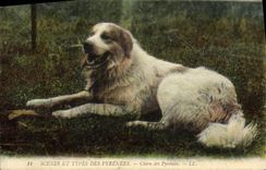 CPA Chien Chiens des Pyrenees 