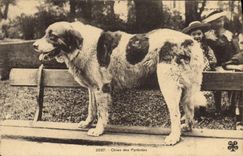 CPA Chien Chiens des Pyrenees 
