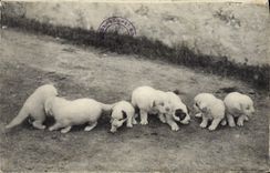 CPA Chien Chiens des Pyrenees Une portee de 8 jours 