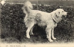 CPA Chien Chiens des Pyrenees 