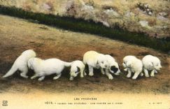 CPA Chien Chiens des Pyrenees Une portee de 8 jours 