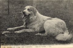 Vintage Postcard Dog Dog of the Pyrenees