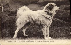 Vintage Postcard Dog of mountain