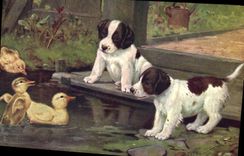 Vintage Postcard Dog Dogs Duck