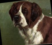 CPA Chien Chiens 