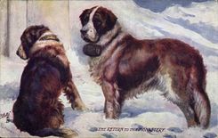 Vintage Postcard Dog Dogs St Bernard