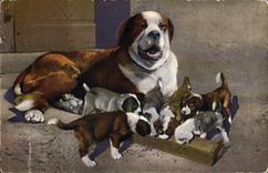 CPA Chien du St Bernard et sa nichee Chiens 