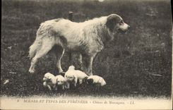 CPA Chien Chiens de montagne Pyrenees 