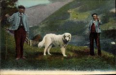 Vintage Postcard Dog Guards and Dogs of Pyrenees mountain