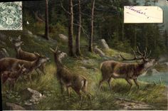 Vintage Postcard Drives out Hind Stag