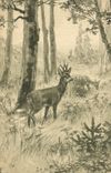CPA Chasse Biche