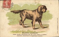 CPA Chasse Chien Epagneul allemand Chien d'arret 
